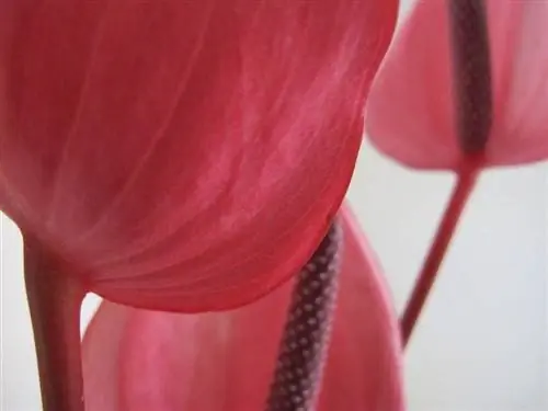 Цветы антуриума распускаются в теплое время года.