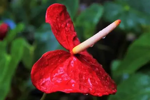 Почему не цветет мой антуриум?