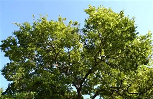 высокие ветви дерева под названием Celtis sinensis