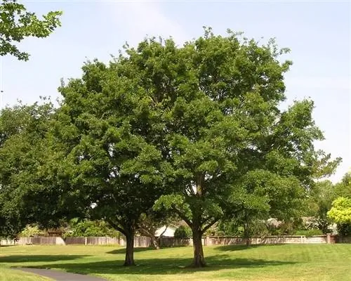 Карбон китайский (Celtis sinensis)