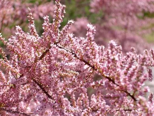 Тамарикс Галлика цветы