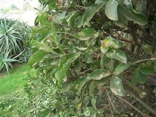 Eleagnus pungens с белыми пятнами