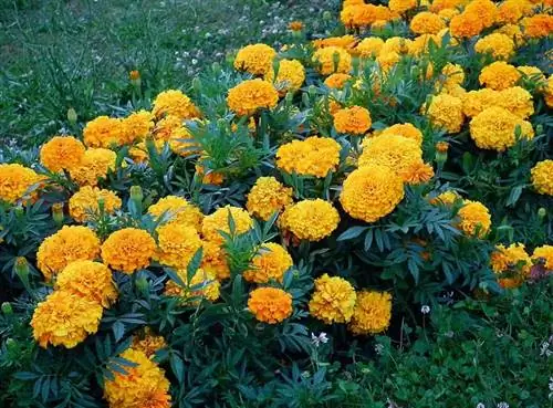 Прямоугольное украшение Tagete