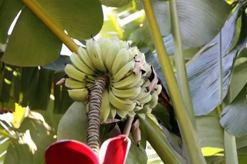 Плоды Musa balbisiana