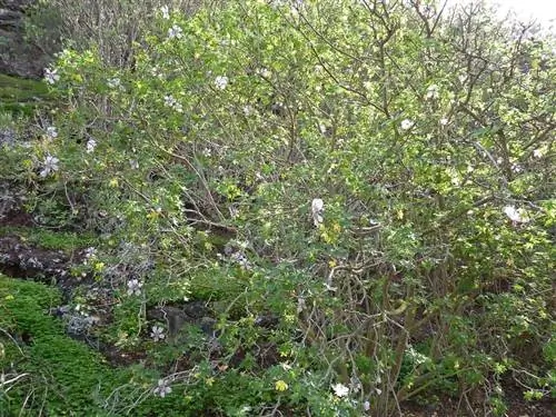 куст, полный мелких розовых цветов