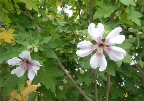 Скальная мальва (Lavatera acerifolia)