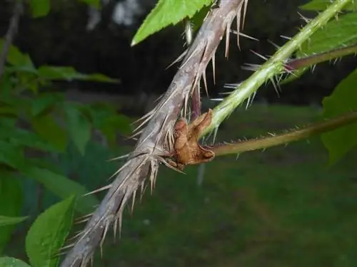 Стебли элеутерококка колючие.