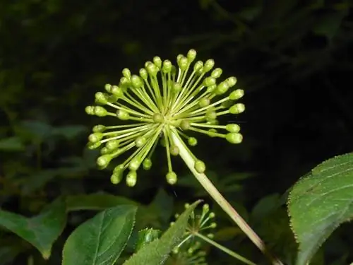 Цветки элеутерококка мелкие