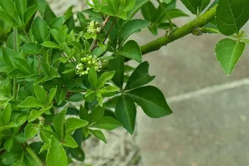 Листья элеутерококка зеленые.