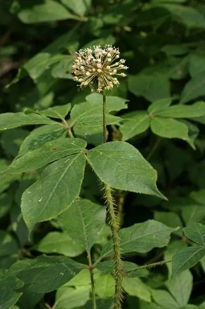 Сибирский женьшень - декоративное растение.
