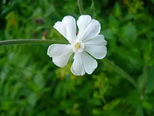 увеличенное изображение белого цветка с лепестками в форме сердца