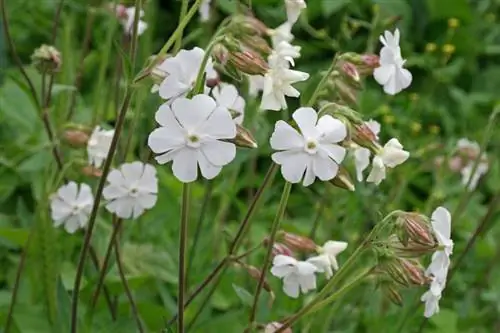 Белая мыльница (Silene alba)