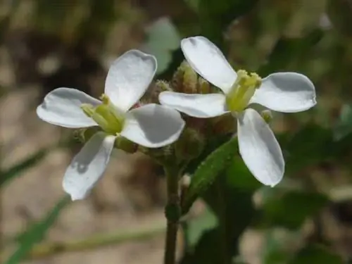 Мелкие цветки редьки