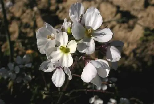 цветы редиски