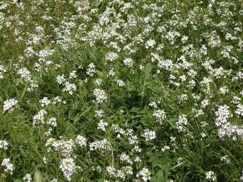 Диплотаксис Рост