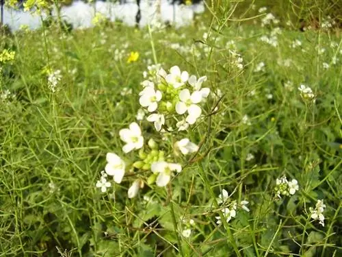 Диплотаксис эрукоидов