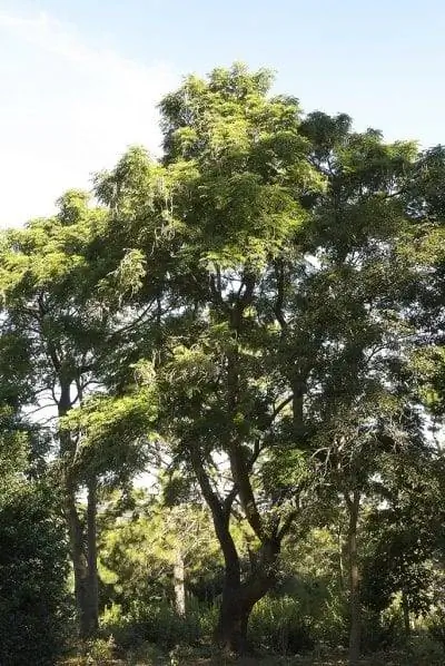 Вид взрослой древесной змеи