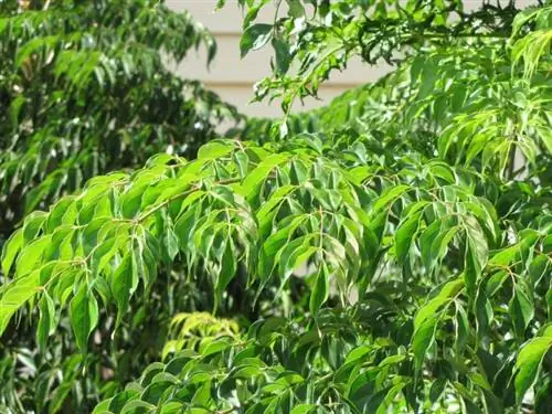 Вид на листья змеиного дерева