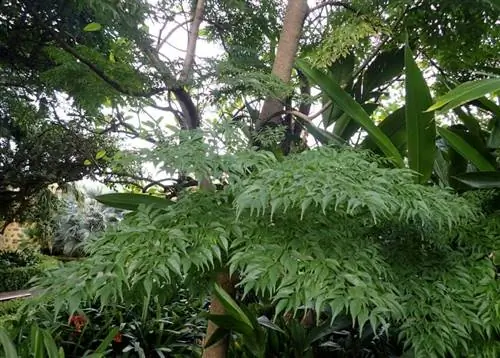 Вид на змеиное дерево