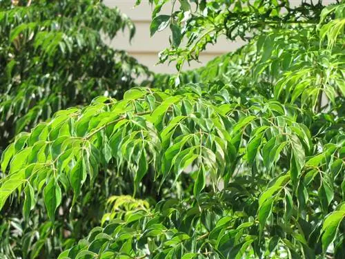 Змеиное дерево (Radermachera sinica)