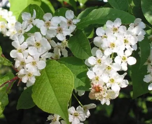 Цветки Prunus padus белые.