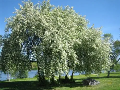 Цветки Prunus padus белые.