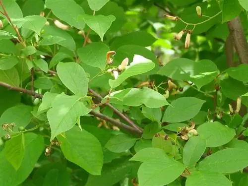 Листья Prunus padus опадающие.