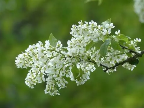 Prunus padus, очень декоративное дерево