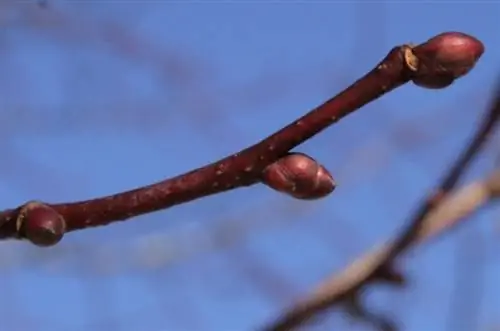 Ветви Tilia cordata тонкие.