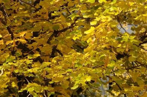 Вид Tilia cordata осенью