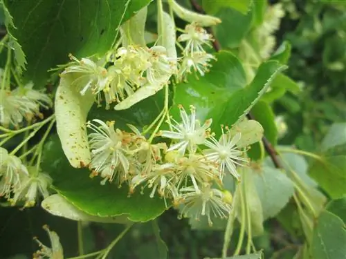 Липа сердцевидная (Tilia cordata)