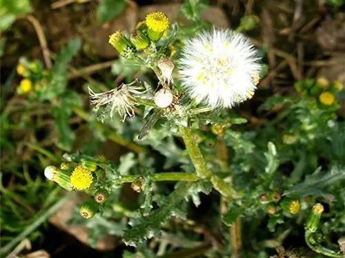 кустарник с закрытыми цветками и полностью открытым фуникулером