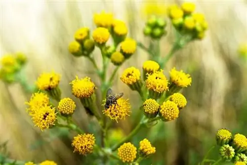 Полынь обыкновенная (Senecio vulgaris)