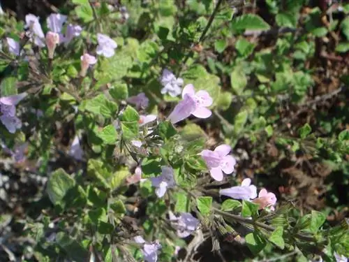 Базилик лесной (Calamintha sylvatica)