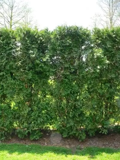 Туя западная - вечнозеленое хвойное растение.