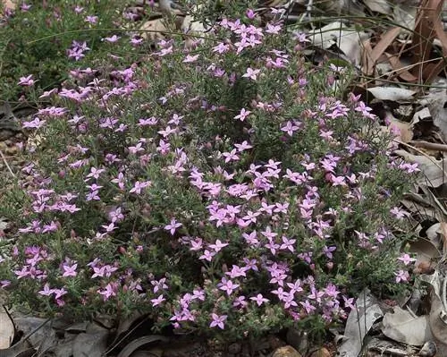 Борония (Boronia crenulata)