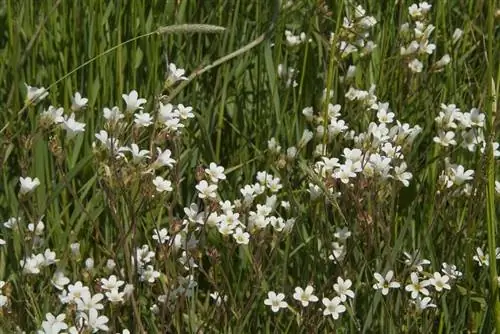 Камнеломка гранулированная