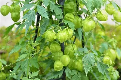 вьющееся растение с круглыми зелеными цветками