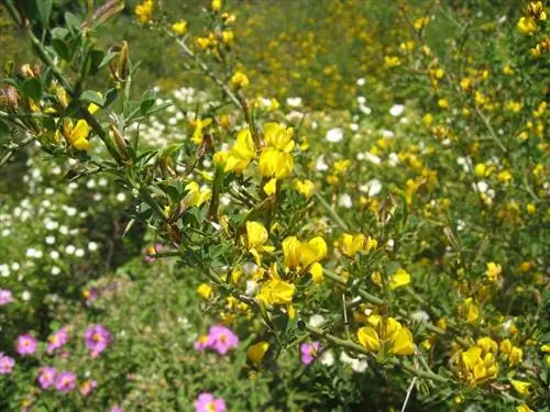 Дрок (Calicotom spinosa)