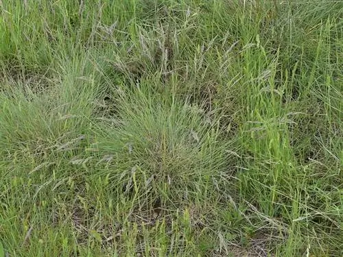 Festuca rubra полностью взрослая