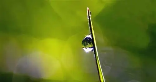 Растениям для жизни нужна вода