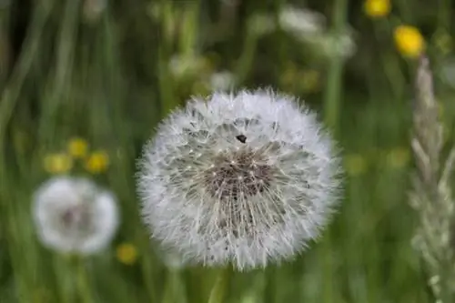 Одуванчик - это трава, которой нужен воздух для распространения семян.