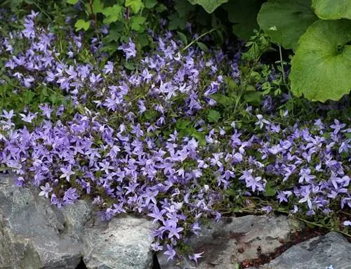 Оформление рокария