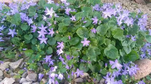 Характеристики Campanula portenschlagiana