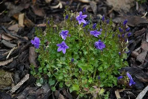 Campanula portenschlagiana растет