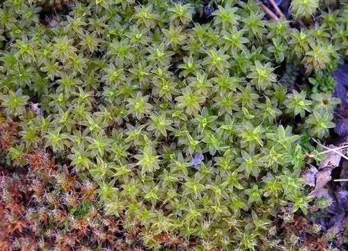 маленькие зеленые цветки Tortula Ruralis
