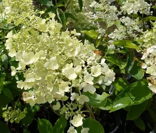 Цветы гортензии метельчатой