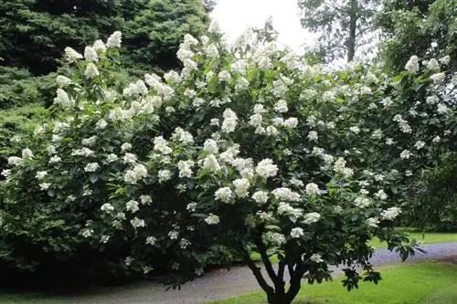 Гортензия метельчатая