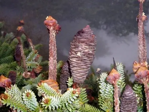 Шишки Abies pinsapo красновато-коричневые.