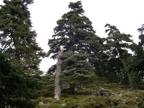 Пинсапо (Abies pinsapo)